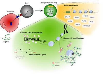 Antigenic Challenge Influences Epigenetic Changes in Antigen-Specific T Regulatory Cells